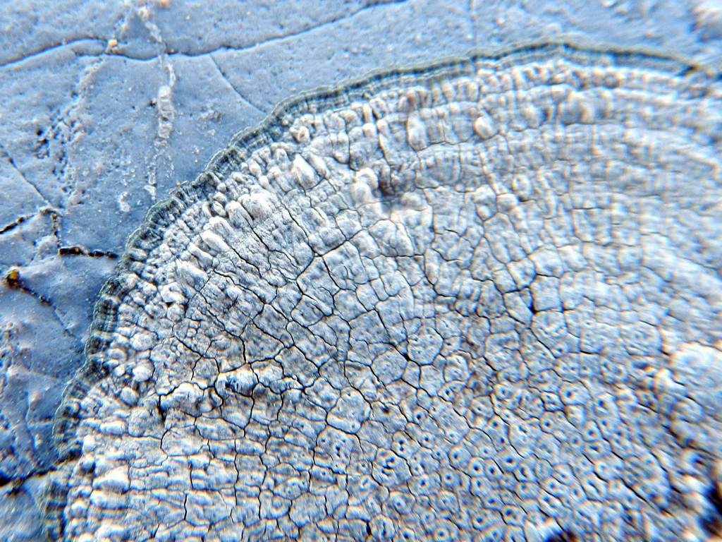 Lichene da identificare